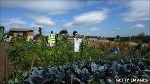 Allotment in Birmingham