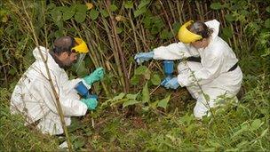 Fishery board officials clearing an area of Japanese hogweed