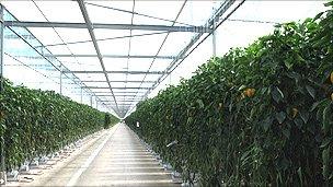 Inside Tangmere Airfield glasshouse