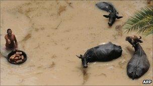 Aerial view from a Pakistan army rescue helicopter shows a resident with cattle in a flood-affected area of Ghouspur about 100 kilometers from Sukkur on August 9, 2010