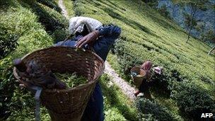 Tea plantation in India