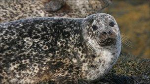 seal on beach