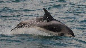 White-beaked dolphin