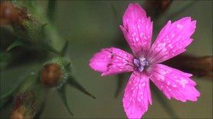 Deptford Pink (Photo: Bob Gibbons-Plantlife)