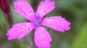 Deptford Pink (Photo: Plantlife)