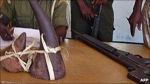 Recovered poached black rhino horns displayed in Kenya (Archive photo)