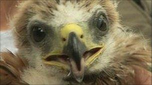 Red Kite chick