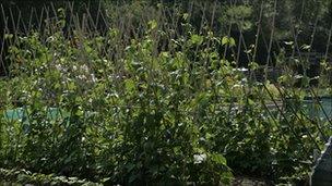 Allotment plot