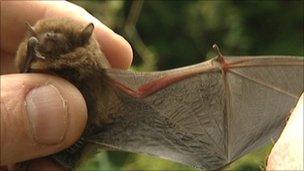 One of the bats examined in the survey