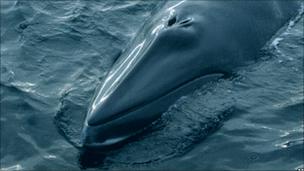 Minke whale