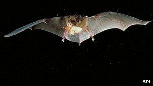 Bat in flight with moth