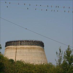 Swallows in Chernobyl