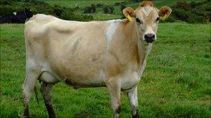 Jersey cow