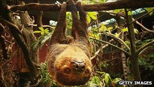 Sloth