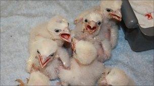 Peregrine falcon chicks that hatched from the stolen eggs