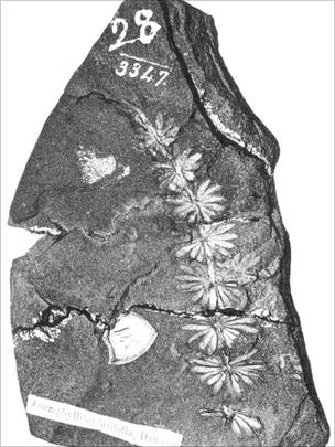 Fossil plant