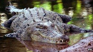 A crocodile