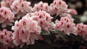 Rhododendron