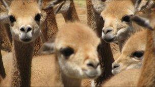 Vicunas in Peru