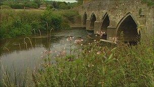 Himalayan balsam on River Avon