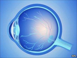 Image of the human eye