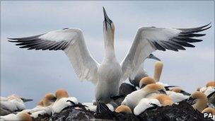 Gannets