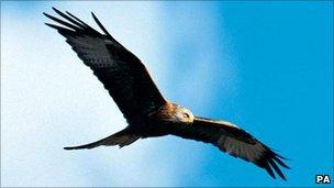 Red kite