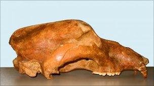 Cave bear skulls