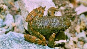Foothill yellow-legged frog, copyright Pierre Fidenci