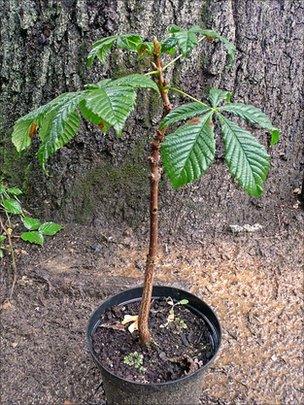 The sapling is now 60cms (24ins tall) and in full leaf