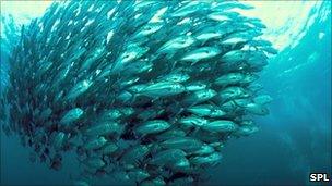 School of jackfish