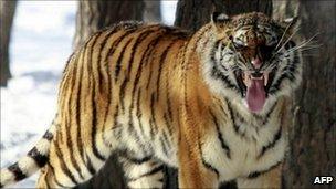 A Siberian tiger in a Chinese tiger park in Jilin province (file picture)