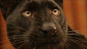 Panther. Pic: BBC/Monarch of the Glen