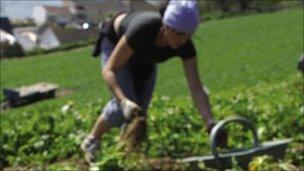 Person picking potatoes in Jersey