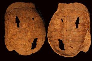 Tortoise shells found at Hilazon Tachtit (Munro)