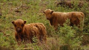 Highland cattle at Allt Mhuic. Image: Forestry Commission Scotland