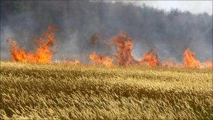 Cereal crops on fire in Russia