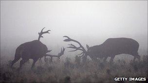 Rutting red deer stags