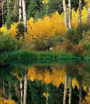 Aspen trees (Image: EyeWire)