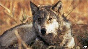 Grey wolf (Image: AP)