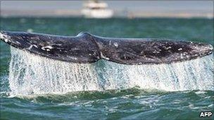 A whale's fluke seen off Mexico on 28 February 2010