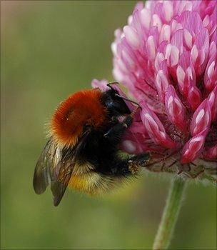 Moss carder bumblebee (Image: BCT)