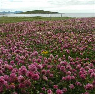 Habitat on a Hebridean island (Image: BCT)