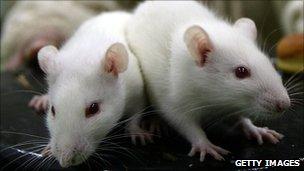 Lab mice - file pic