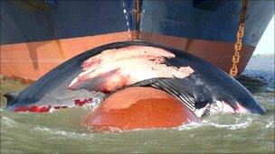 Dead whale after collision with a ship