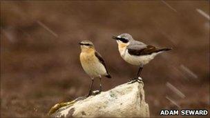 The pair of wheatears in a snow storm