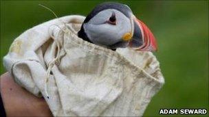 Adam Seward's winning shot of a puffin