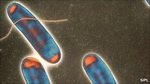 legionella bacteria