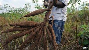 Farmer with cassava, file image