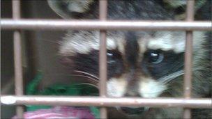 Raccoon (Pic: SSPCA)